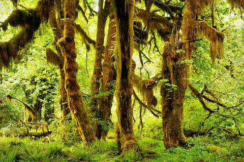 Hoh Rain Forest