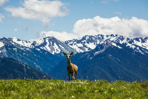 Hurricane Ridge