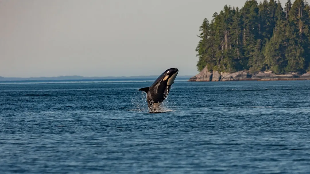 ⛴️ San Juan Islands